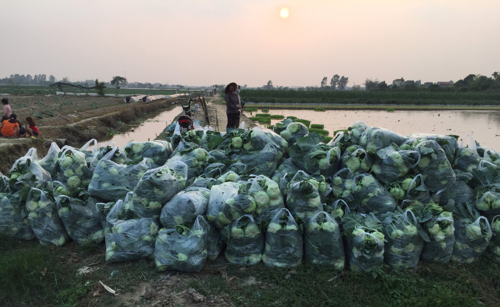 Nhiều doanh nghiệp, tập thể, cá nhân Thủ đô chung tay giải cứu nông sản Hải Dương

